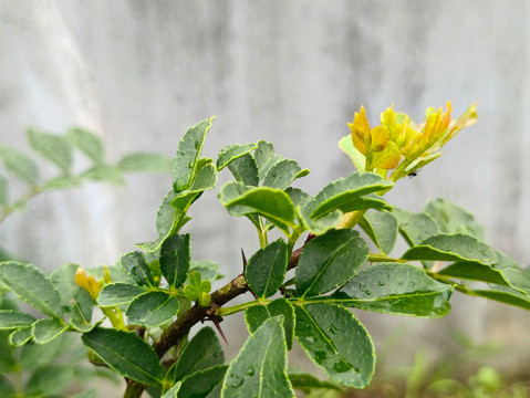 花椒树花椒叶