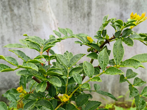 青花椒树