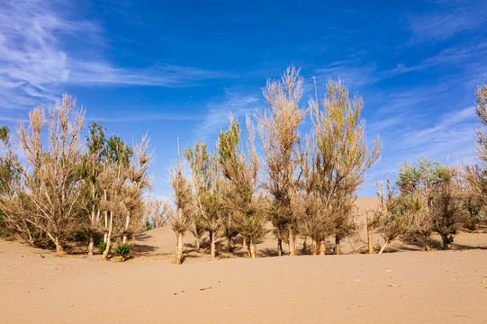 沙丘枯萎白杨树林