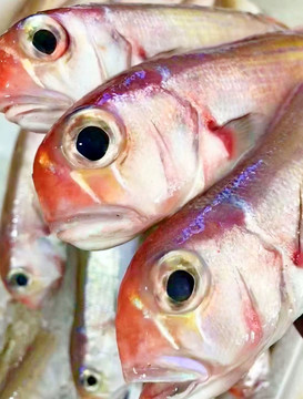 红英歌鱼