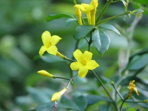 野生探春花的开花期