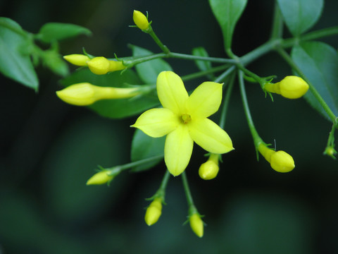 野生探春花的开花期