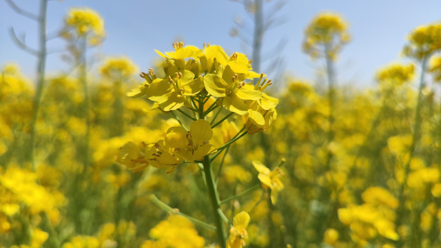 油菜花