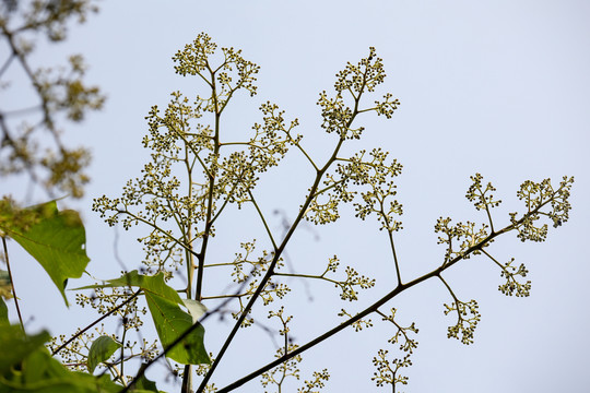 梧桐树花