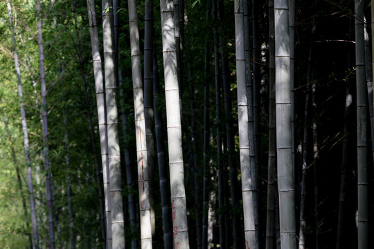 竹林