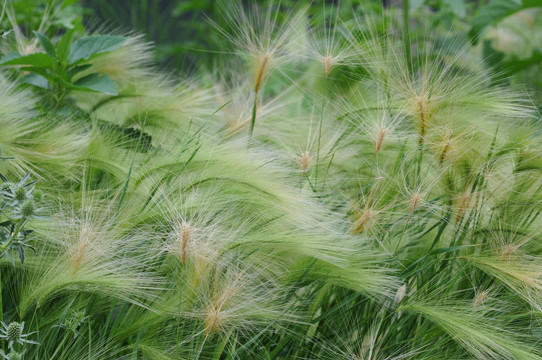 芒颖大麦草