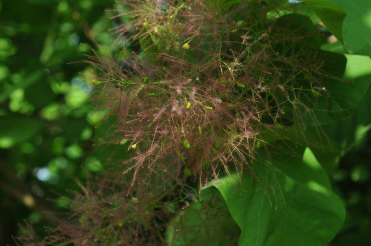 毛茸茸的花草