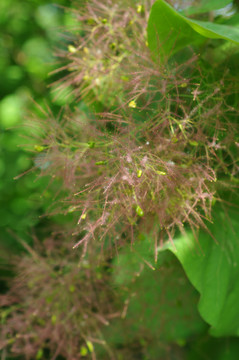 草本植物花卉