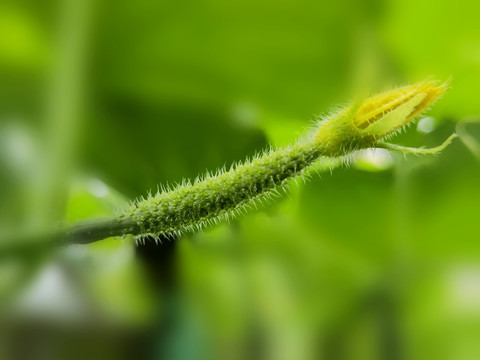 黄瓜花