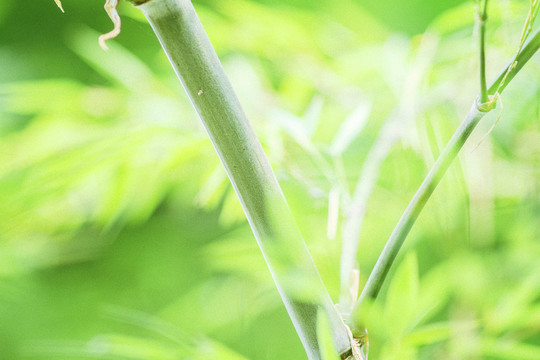 蜀南竹海的绿色竹子和小路