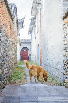 黄金猎犬金毛