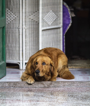 黄金猎犬金毛