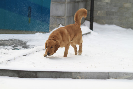 金毛黄金猎犬