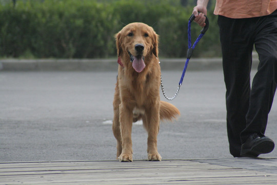 金毛黄金猎犬