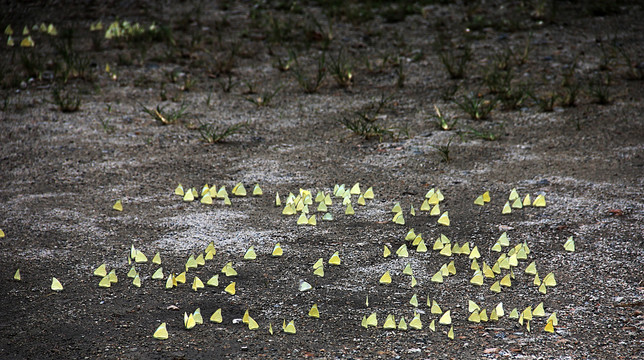地上的小黄蝴蝶