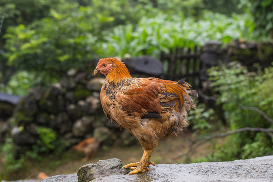 雞