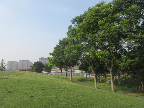 陽光樹木草坪