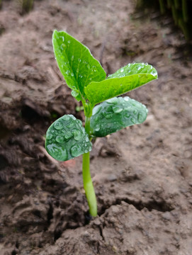 雨露幼苗