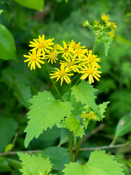 野生蒲儿根的开花期