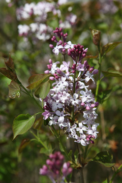 丁香花