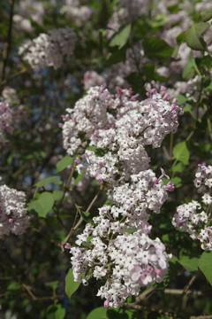 丁香花