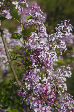 丁香花