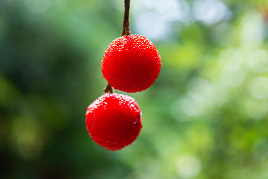 蔬菜水果