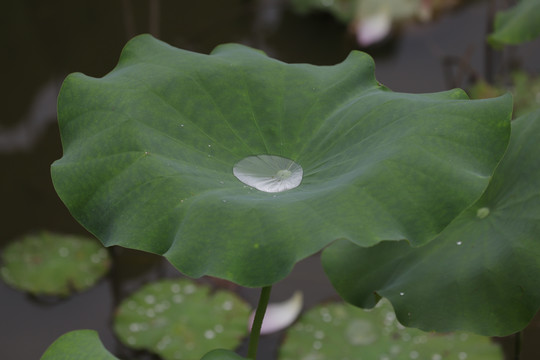 雨中荷叶