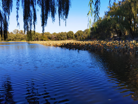 北京圆明园遗址公园湖景风光