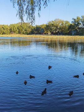 北京圆明园遗址公园湖景风光