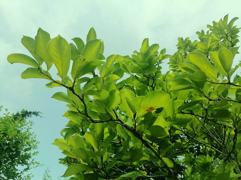 仰拍绿树枝