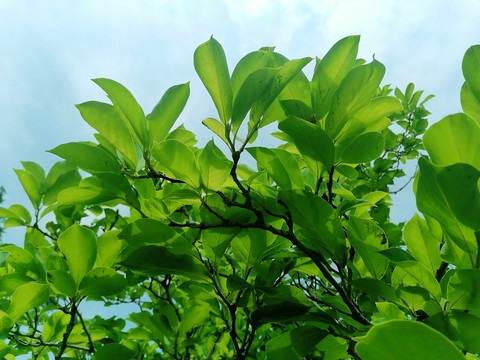 仰拍绿树枝