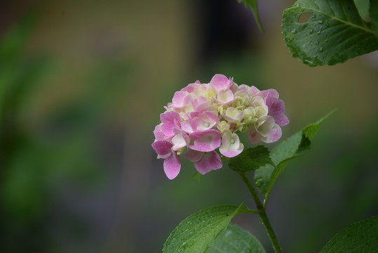 绣球花