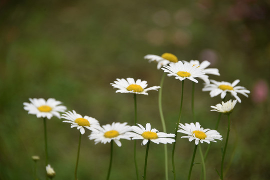 大滨菊