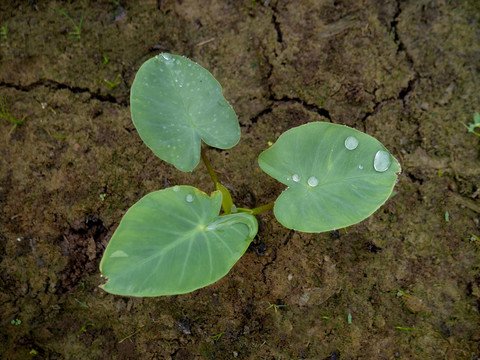 栽种芋豆