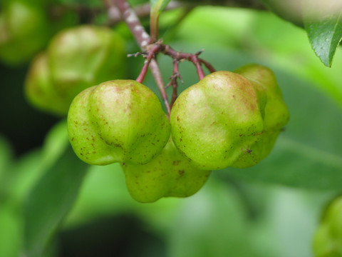 野生刺茶裸实的蒴果