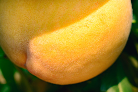 成熟的黄桃