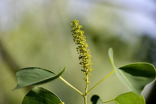 乌桕花