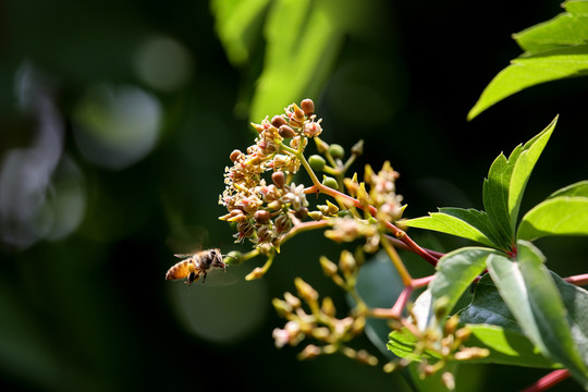 蜜蜂