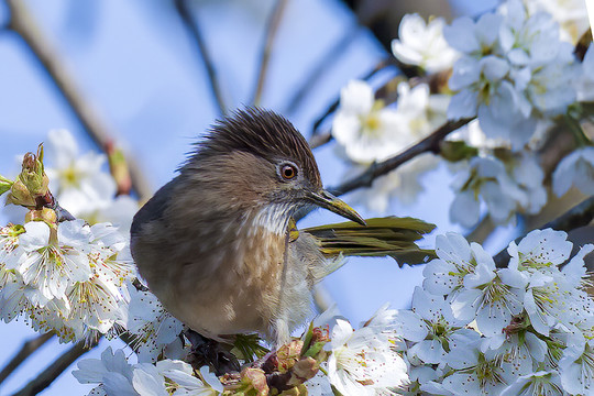 花鸟