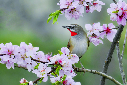 花鸟