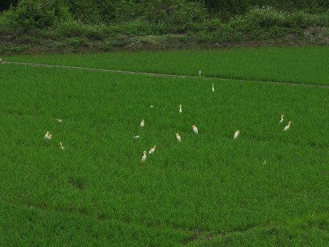 大田垌白鹭聚集繁殖觅食点