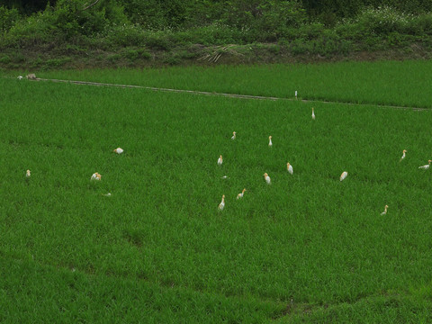 大田垌白鹭聚集繁殖觅食点