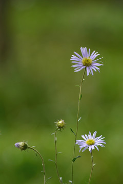 野菊花