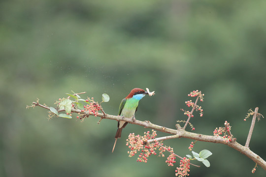 蓝喉蜂虎