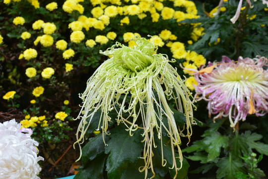 绿菊花与鲜花背景