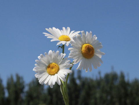 菊花雏菊