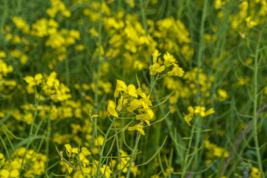 油菜花