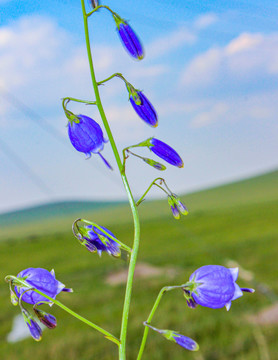 蓝铃花