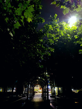绿色长廊夜景